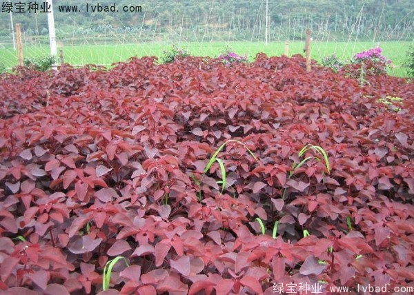 紅櫨<a href='http://www.njszjj.com/' target='_blank'>種子</a>