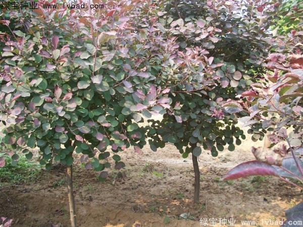 <a href='http://www.njszjj.com/linmuzhongzi/1842.html' target='_blank'>紅櫨種子</a>
