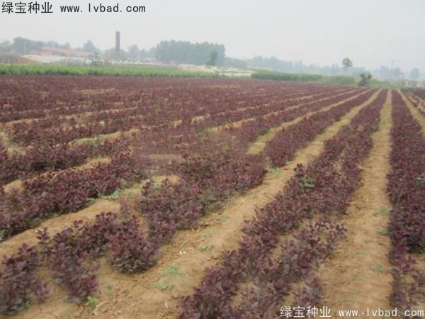 <a href='http://www.njszjj.com/linmuzhongzi/1842.html' target='_blank'>紅櫨</a><a href='http://www.njszjj.com/' target='_blank'>種子</a>