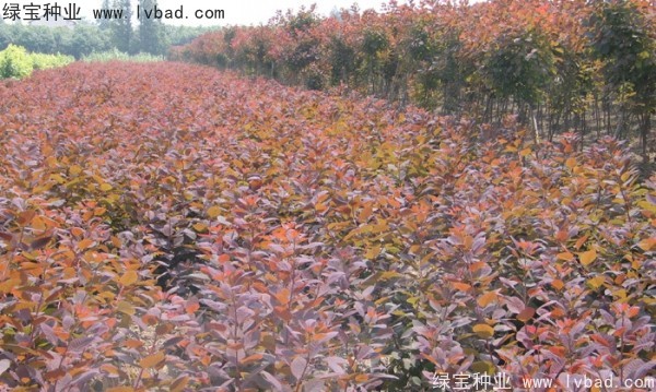 紅櫨<a href='http://www.njszjj.com/' target='_blank'>種子</a>