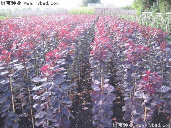 <a href='http://www.njszjj.com/linmuzhongzi/1842.html' target='_blank'>紅櫨種子</a>