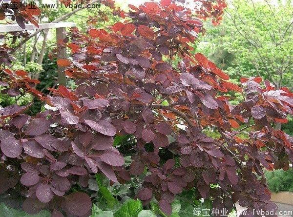<a href='http://www.njszjj.com/linmuzhongzi/1842.html' target='_blank'>紅櫨種子</a>