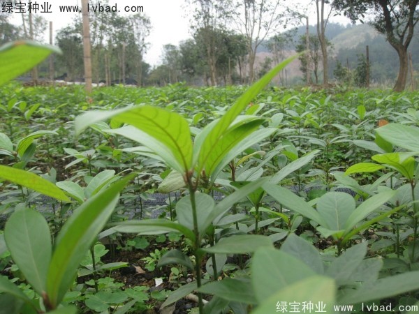 金絲<a href='http://www.njszjj.com/linmuzhongzi/2266.html' target='_blank'>楠木種子</a>