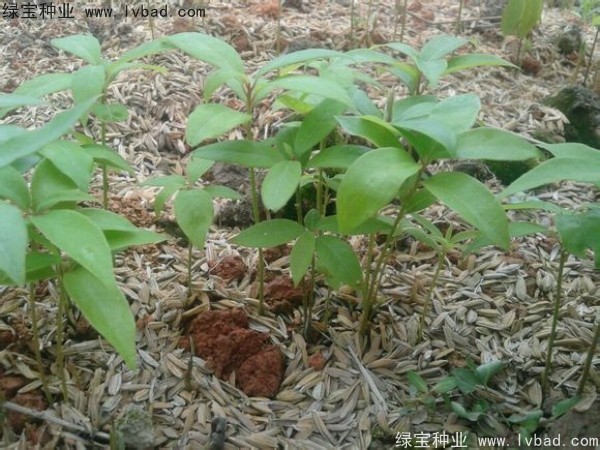金絲<a href='http://www.njszjj.com/linmuzhongzi/2266.html' target='_blank'>楠木種子</a>
