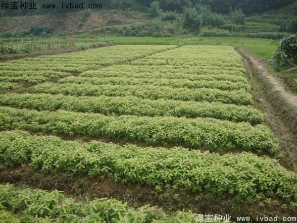 <a href='http://www.njszjj.com/linmuzhongzi/1843.html' target='_blank'>金絲楠</a>木<a href='http://www.njszjj.com/' target='_blank'>種子</a>