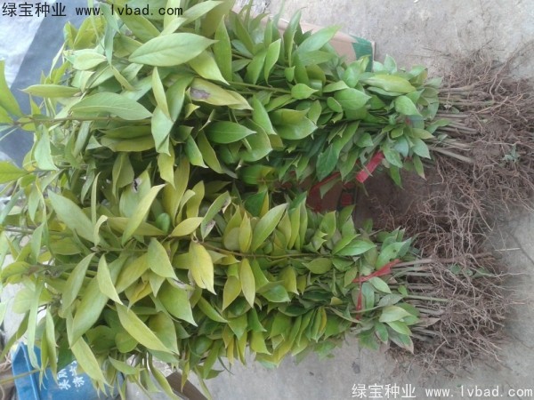 金絲<a href='http://www.njszjj.com/linmuzhongzi/2266.html' target='_blank'>楠木種子</a>