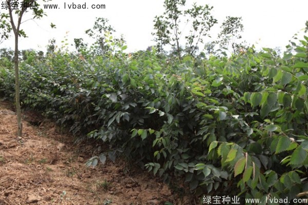 <a href='http://www.njszjj.com/linmuzhongzi/1844.html' target='_blank'>櫸樹</a><a href='http://www.njszjj.com/' target='_blank'>種子</a>