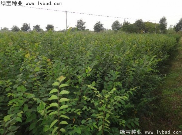 <a href='http://www.njszjj.com/linmuzhongzi/1844.html' target='_blank'>櫸樹種子</a>