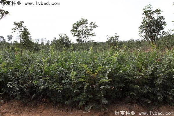 櫸樹<a href='http://www.njszjj.com/' target='_blank'>種子</a>