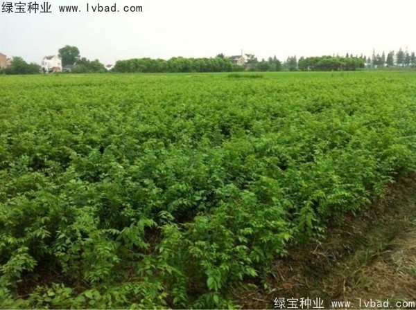 <a href='http://www.njszjj.com/linmuzhongzi/1844.html' target='_blank'>櫸樹種子</a>