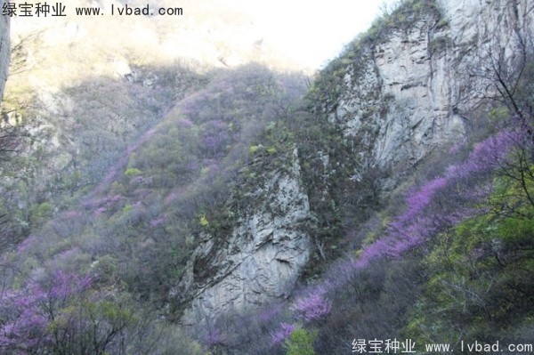 巨<a href='http://www.njszjj.com/linmuzhongzi/1760.html' target='_blank'>紫荊</a><a href='http://www.njszjj.com/' target='_blank'>種子</a>