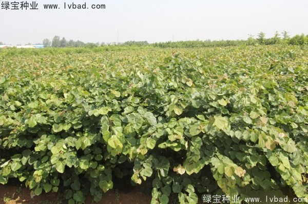 巨<a href='http://www.njszjj.com/linmuzhongzi/1760.html' target='_blank'>紫荊種子</a>