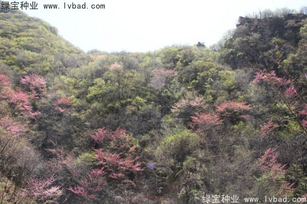 <a href='http://www.njszjj.com/linmuzhongzi/1845.html' target='_blank'>巨紫荊</a><a href='http://www.njszjj.com/' target='_blank'>種子</a>