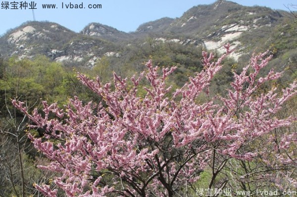 <a href='http://www.njszjj.com/linmuzhongzi/1845.html' target='_blank'>巨紫荊</a>種子