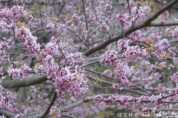巨<a href='http://www.njszjj.com/linmuzhongzi/1760.html' target='_blank'>紫荊種子</a>