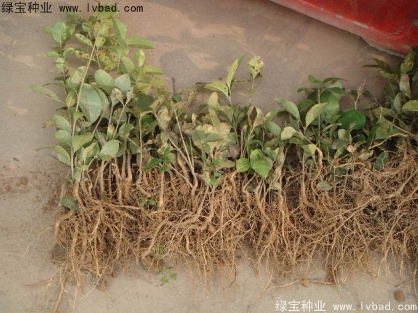 <a href='http://www.njszjj.com/linmuzhongzi/1846.html' target='_blank'>流蘇種子</a>