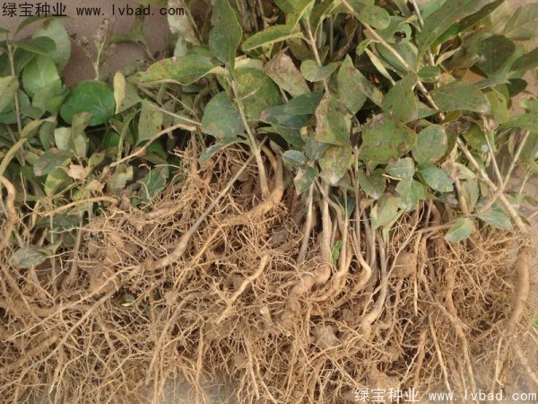 <a href='http://www.njszjj.com/linmuzhongzi/1846.html' target='_blank'>流蘇</a><a href='http://www.njszjj.com/' target='_blank'>種子</a>