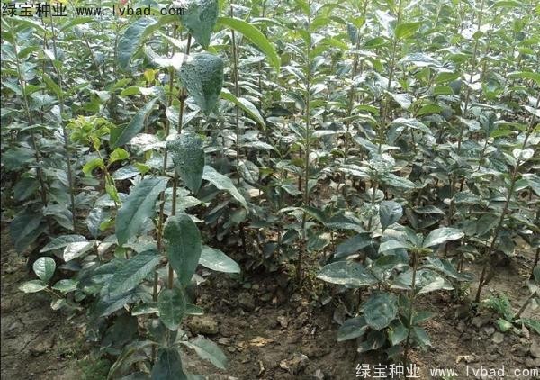 <a href='http://www.njszjj.com/linmuzhongzi/1846.html' target='_blank'>流蘇種子</a>