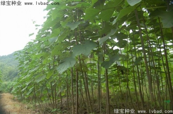 泡桐<a href='http://www.njszjj.com/' target='_blank'>種子</a>
