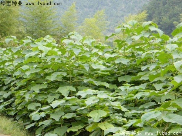 泡桐<a href='http://www.njszjj.com/' target='_blank'>種子</a>