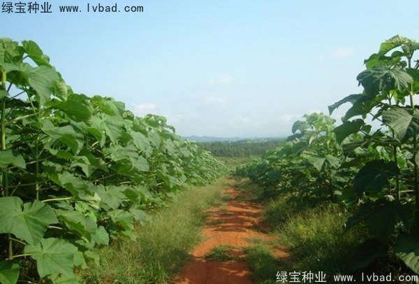 <a href='http://www.njszjj.com/linmuzhongzi/1848.html' target='_blank'>泡桐種子</a>