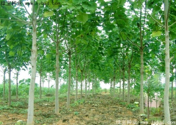 <a href='http://www.njszjj.com/linmuzhongzi/1848.html' target='_blank'>泡桐種子</a>