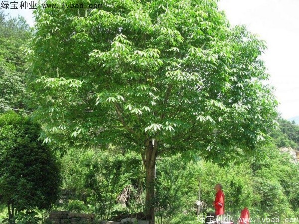 <a href='http://www.njszjj.com/linmuzhongzi/1849.html' target='_blank'>七葉樹種子</a>