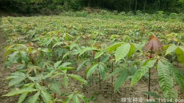 七葉樹<a href='http://www.njszjj.com/' target='_blank'>種子</a>