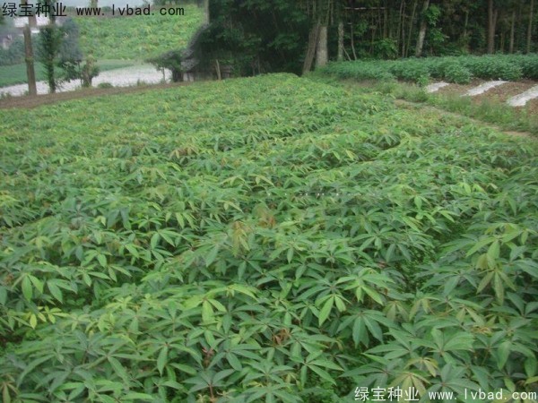 <a href='http://www.njszjj.com/linmuzhongzi/1849.html' target='_blank'>七葉樹</a><a href='http://www.njszjj.com/' target='_blank'>種子</a>