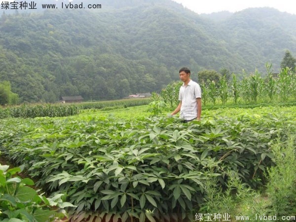 <a href='http://www.njszjj.com/linmuzhongzi/1849.html' target='_blank'>七葉樹種子</a>