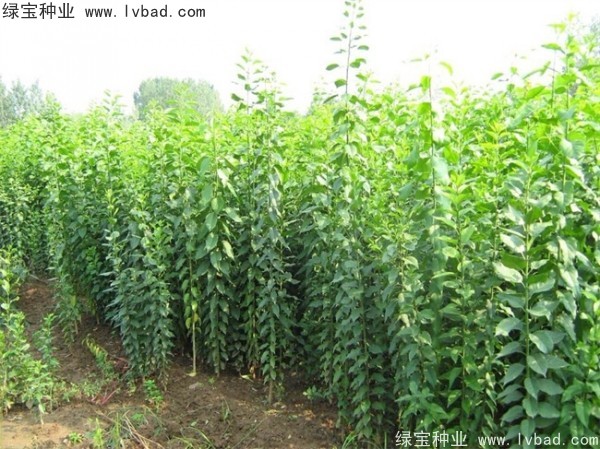 <a href='http://www.njszjj.com/linmuzhongzi/1850.html' target='_blank'>絲棉木種子</a>