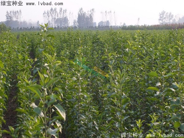 <a href='http://www.njszjj.com/linmuzhongzi/1850.html' target='_blank'>絲棉木種子</a>