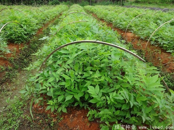 <a href='http://www.njszjj.com/linmuzhongzi/1851.html' target='_blank'>銅錢柳種子</a>