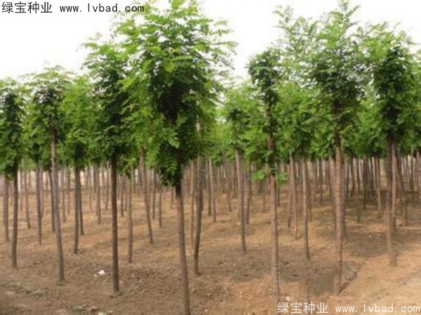 <a href='http://www.njszjj.com/linmuzhongzi/1852.html' target='_blank'>香花槐</a><a href='http://www.njszjj.com/' target='_blank'>種子</a>