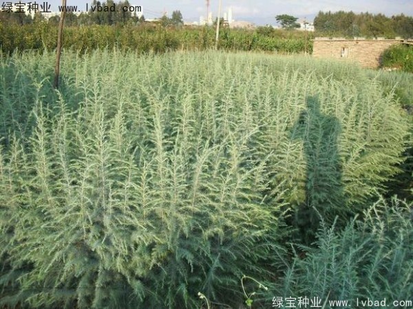 <a href='http://www.njszjj.com/linmuzhongzi/1853.html' target='_blank'>雪松種子</a>