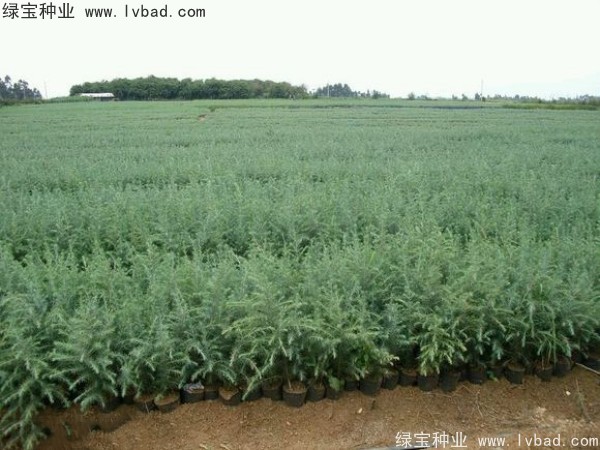 <a href='http://www.njszjj.com/linmuzhongzi/1853.html' target='_blank'>雪松種子</a>