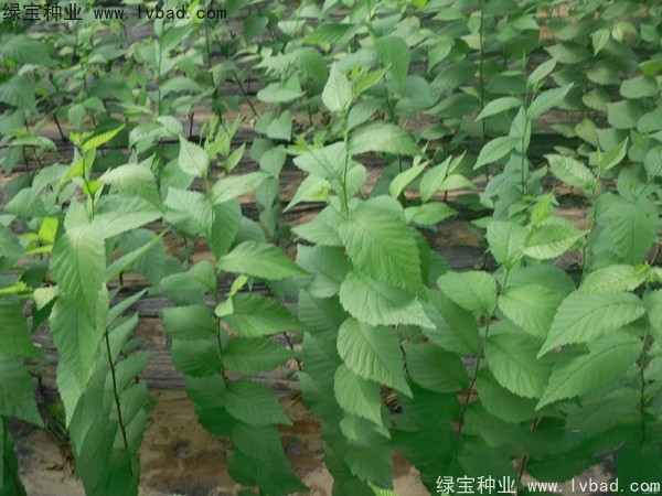 <a href='http://www.njszjj.com/linmuzhongzi/1854.html' target='_blank'>榆樹種子</a>