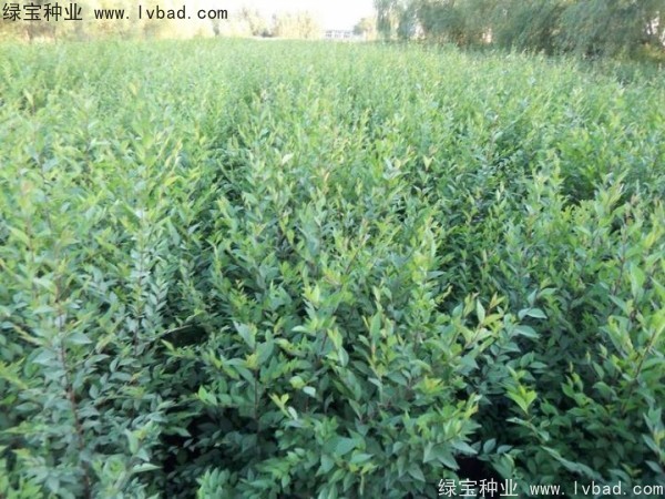 <a href='http://www.njszjj.com/linmuzhongzi/1854.html' target='_blank'>榆樹種子</a>