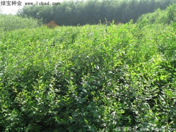 <a href='http://www.njszjj.com/linmuzhongzi/1854.html' target='_blank'>榆樹種子</a>