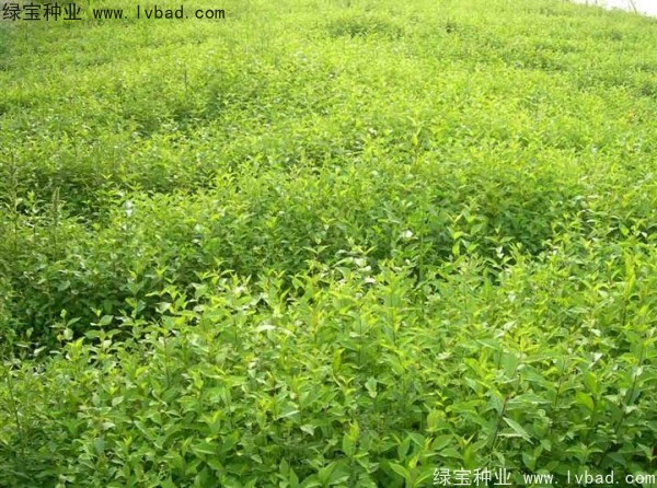 榆樹<a href='http://www.njszjj.com/' target='_blank'>種子</a>