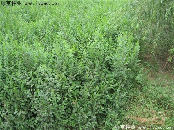 <a href='http://www.njszjj.com/linmuzhongzi/1854.html' target='_blank'>榆樹</a><a href='http://www.njszjj.com/' target='_blank'>種子</a>