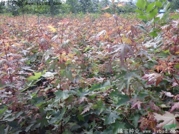 <a href='http://www.njszjj.com/linmuzhongzi/1855.html' target='_blank'>元寶楓</a><a href='http://www.njszjj.com/' target='_blank'>種子</a>