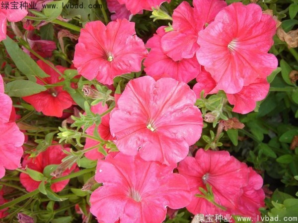 <a href='http://www.njszjj.com/caohuazhongzi/1017.html' target='_blank'>矮牽牛種子</a>