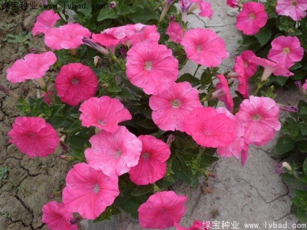 <a href='http://www.njszjj.com/caohuazhongzi/1017.html' target='_blank'>矮牽牛</a>種子