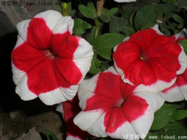 <a href='http://www.njszjj.com/caohuazhongzi/1017.html' target='_blank'>矮牽牛</a>種子