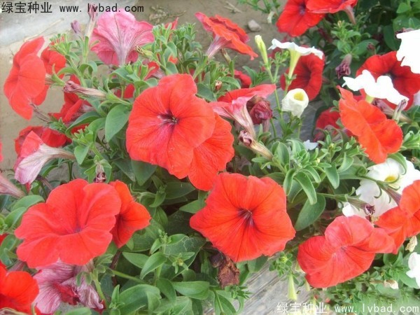 <a href='http://www.njszjj.com/caohuazhongzi/1017.html' target='_blank'>矮牽牛種子</a>