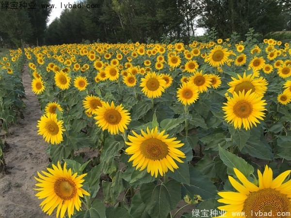 <a href='http://www.njszjj.com/caohuazhongzi/1018.html' target='_blank'>矮向日葵</a>圖片