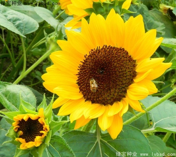 矮<a href='http://www.njszjj.com/caohuazhongzi/97271.html' target='_blank'>向日葵</a>圖片