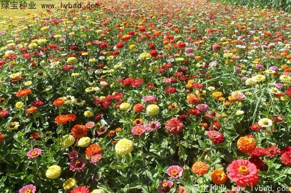 <a href='http://www.njszjj.com/caohuazhongzi/1020.html' target='_blank'>百日草種子</a>