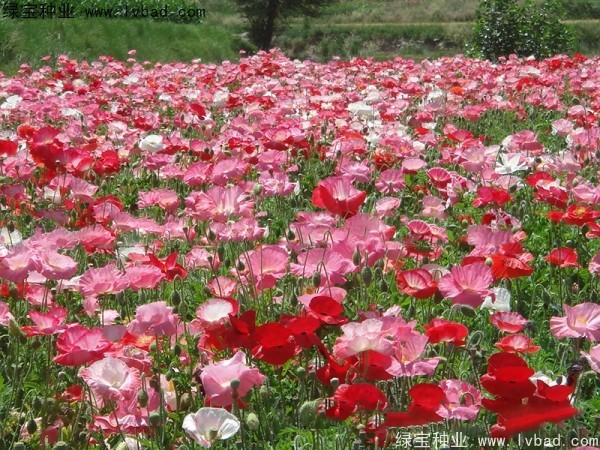 冰島<a href='http://www.njszjj.com/caohuazhongzi/161.html' target='_blank'>虞美人</a>種子